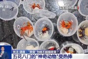 东华摘易@铲屎官们 养“异宠”或危害国家安全 这些行为违法了