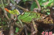 东华摘易云南南滚河保护区首次发现红唇棘蜥
