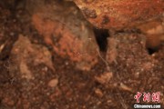 东华摘易江西发现蜘蛛新物种 为研究呵叻蛛属适应区域提供依据