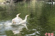 东华摘易吉林：罕见白鸬鹚连续两年“故地重游”